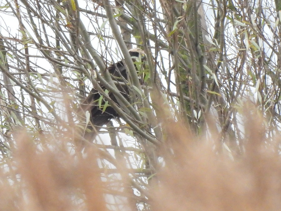 IanFouk's tweet image. Marsh Harrier, Common Snipe x5 -am- Wildlife Watchpoint @RSPBSaltholme 
Water Rail &amp;amp; Cetti's Warbler heard several times but not seen.
Redwing &amp;amp; Fieldfare x2 feeding on hawthorn berries around main lake.
@teesbirds1