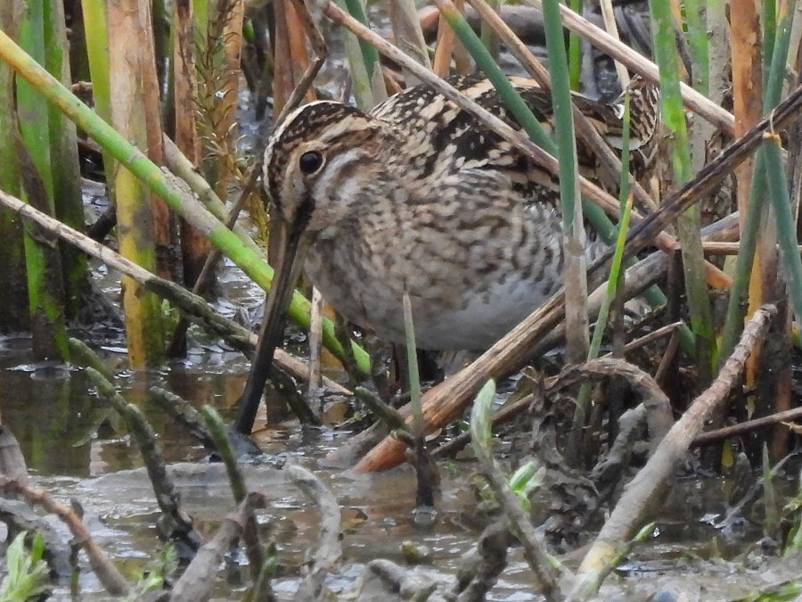 IanFouk's tweet image. Marsh Harrier, Common Snipe x5 -am- Wildlife Watchpoint @RSPBSaltholme 
Water Rail &amp;amp; Cetti's Warbler heard several times but not seen.
Redwing &amp;amp; Fieldfare x2 feeding on hawthorn berries around main lake.
@teesbirds1