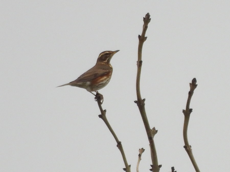 IanFouk's tweet image. Marsh Harrier, Common Snipe x5 -am- Wildlife Watchpoint @RSPBSaltholme 
Water Rail &amp;amp; Cetti's Warbler heard several times but not seen.
Redwing &amp;amp; Fieldfare x2 feeding on hawthorn berries around main lake.
@teesbirds1