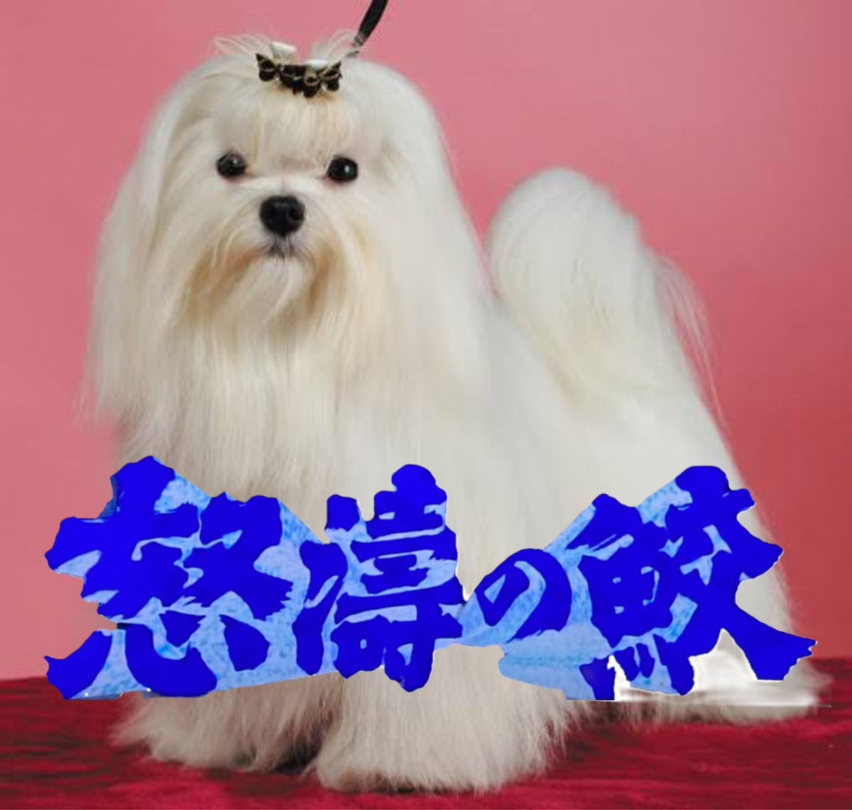 ＃関内
＃セクキャバ
＃おっぱぶ
＃求人媒体に怒られた雑コラ4枚
＃今日めちゃくちゃお腹痛いんですけど
＃5コースの實森を買わなかった天罰か
＃給料日まで残り8日