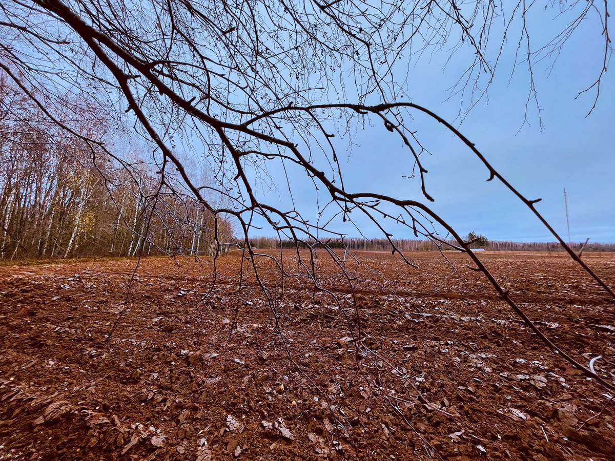 vkoralis's tweet image. ZEMES PRIEKS

#zeme #arumi #maize #mācītājsatpūšas