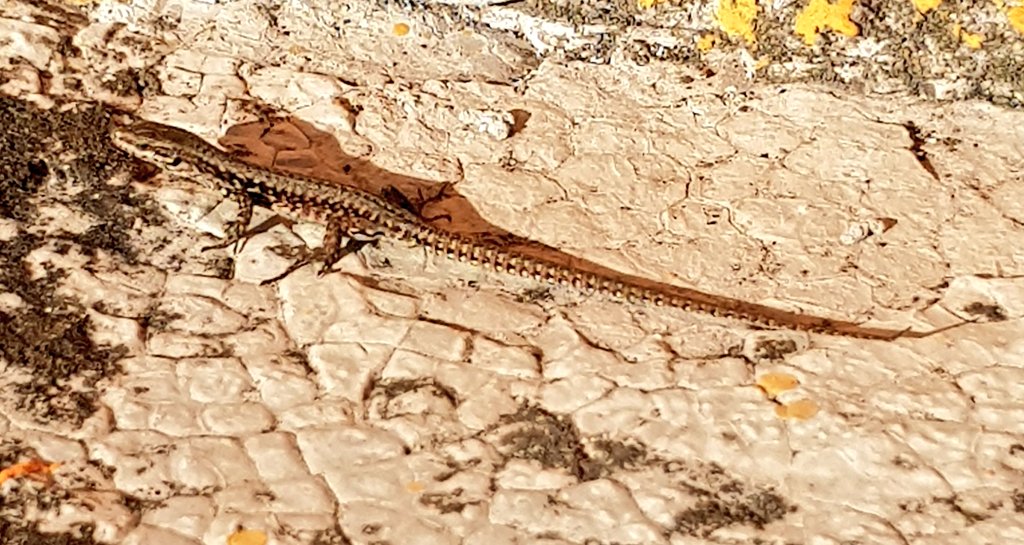 Nicola Bressi tweet media