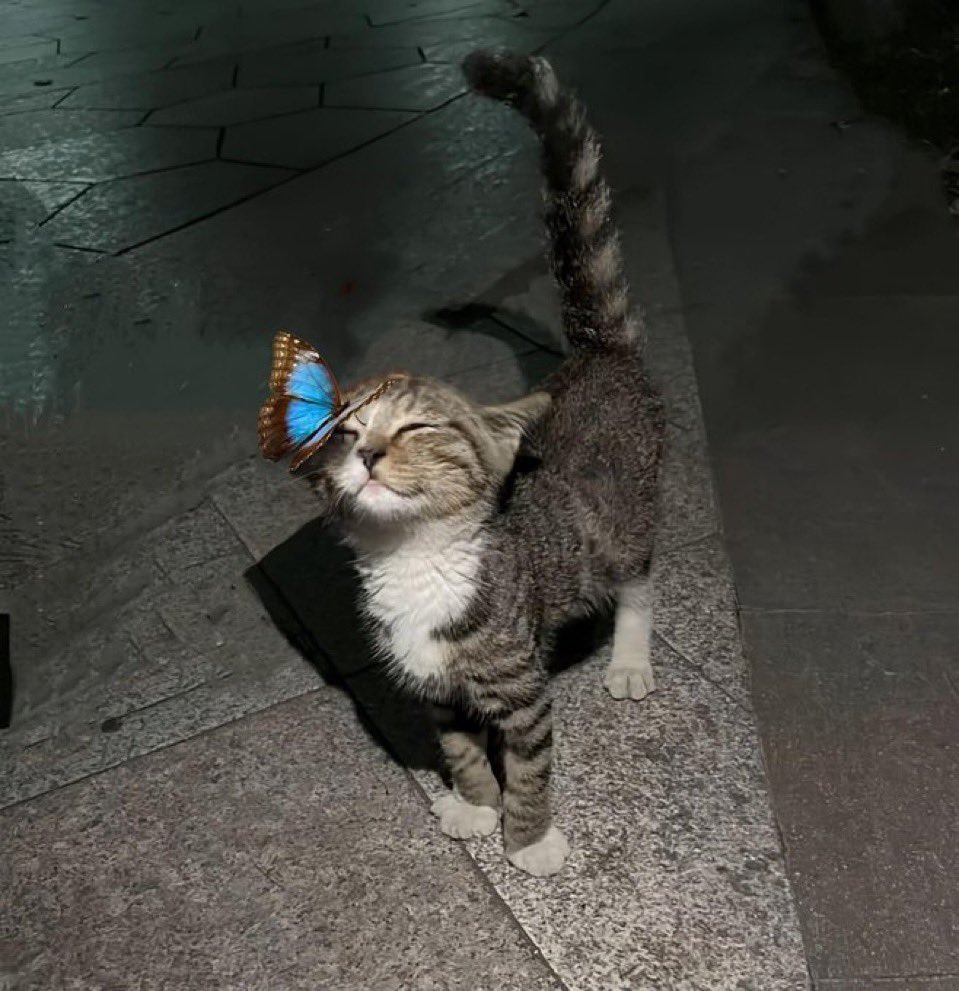 cutest_animal1's tweet photo. 顔に蝶が止まった猫の反応がかわいい https://t.co/vAKXbhZtAi