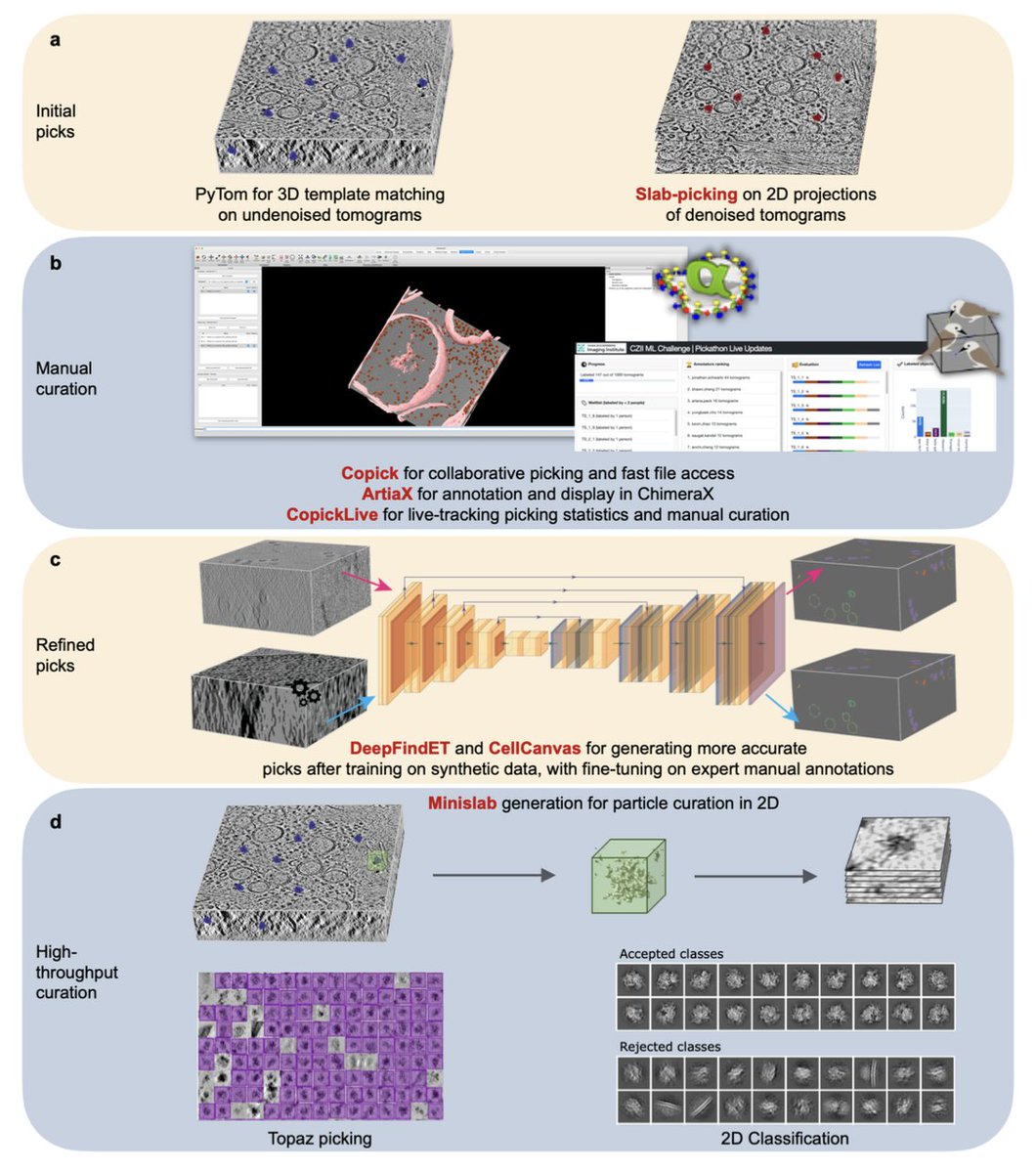 BiologyAIDaily's tweet photo. Annotating CryoET Volumes: A Machine Learning Challenge

1. This study tackles a major bottleneck in cryo-electron tomography (cryoET)—the challenging and time-consuming process of annotating 3D cellular volumes. To address this, the authors introduced a machine learning challenge to drive innovation in automated particle labeling for cryoET datasets.

2. A key innovation is the creation of a “phantom” sample that mimics the cellular environment, allowing for the generation of high-quality ground truth annotations. This approach provides a diverse dataset that includes various protein complexes, each with distinct shapes and sizes, to train and benchmark machine learning algorithms.

3. The challenge aims to foster collaboration between cryoET and ML experts. By creating a standardized, annotated dataset, the authors hope to push the limits of current particle-picking algorithms, making the annotation of cellular tomograms more efficient and accurate.

4. The dataset, available on the CryoET Data Portal, consists of 492 tomograms featuring six distinct particle types. The dataset serves as a resource for participants to develop ML models capable of recognizing multiple protein classes across various cellular environments.

5. The evaluation metric for the challenge prioritizes models that can accurately label smaller particles, with weighted scoring emphasizing hard-to-detect particles. This is crucial for advancing the accuracy and reliability of cryoET analyses in biological research.

6. The study highlights several newly developed tools, including DenoisET, Copick, and DeepFindET, which enhance cryoET data processing and annotation. These tools were instrumental in curating the phantom dataset and are open to the community for further cryoET advancements.

7. The authors anticipate that this challenge will serve as the foundation for future contests, aiming to solve more complex annotation problems, such as distinguishing particles in crowded cellular environments and labeling membrane-bound proteins.

@kisharrington @bcarra2 @DanielSerwas @emontabana @kimanius 
📜Paper: https://t.co/pYKo0erYJO

#CryoET #MachineLearning #StructuralBiology #Bioinformatics #MLChallenge #ProteinAnnotation #CellBiology