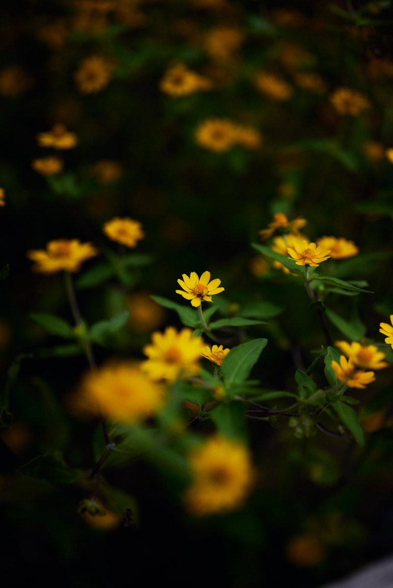 Oshinsan8's tweet photo. 自然のアートギャラリー
#写真好きな人と繋がりたい
#ファインダー越しの私の世界
#キリトリセカイ
#花写真部
#Nikon
#私とニコンで見た世界 https://t.co/GK4PDJ0E7d