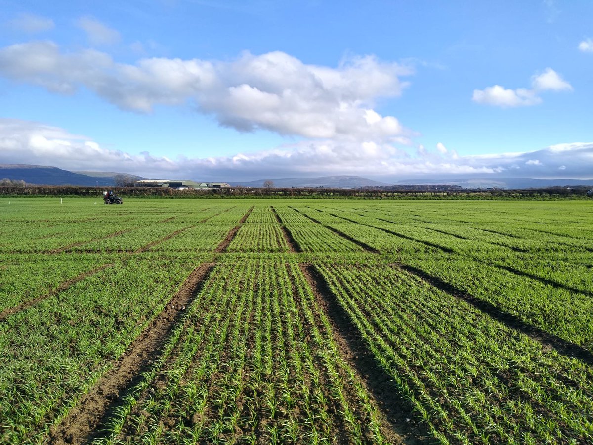 AFBI Crossnacreevy tweet media