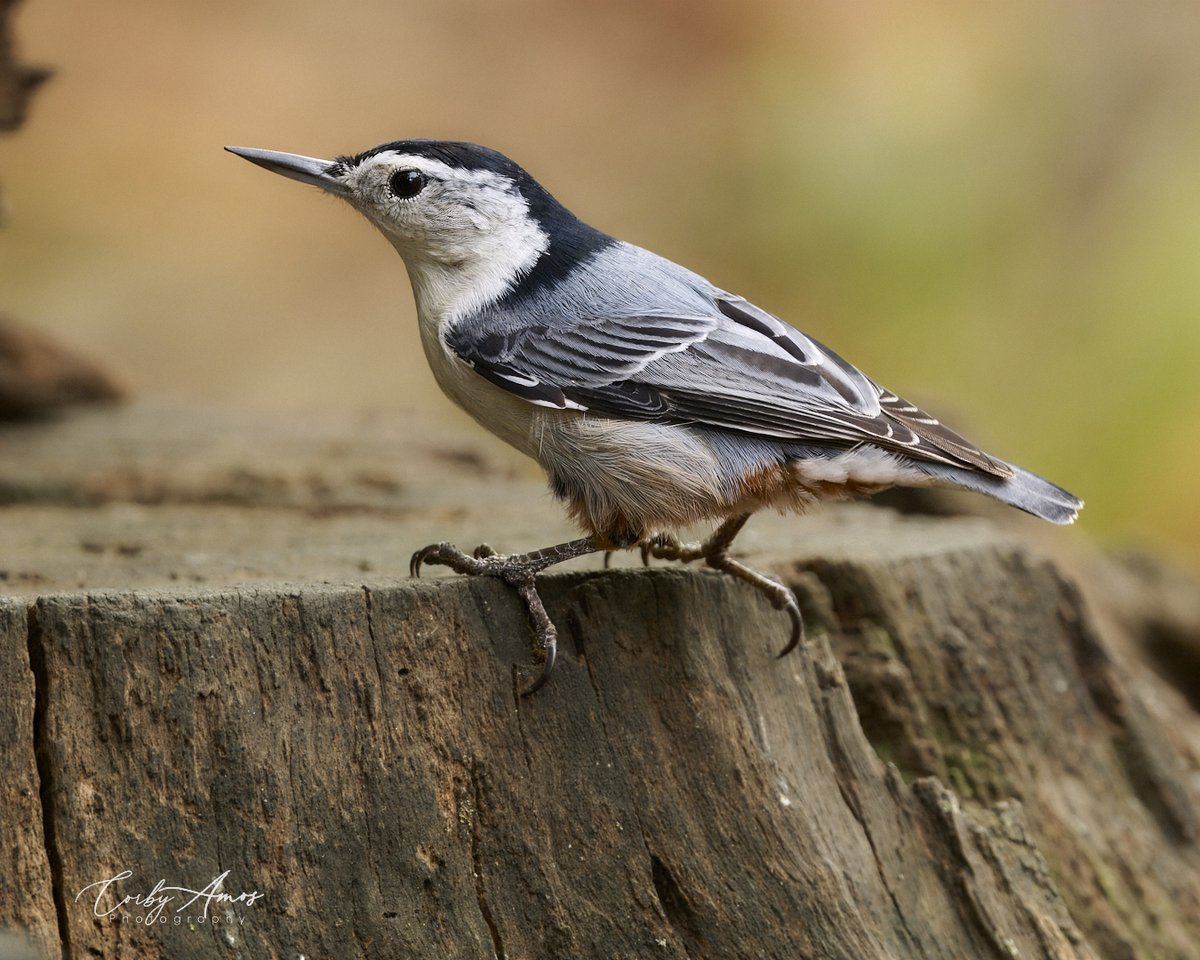 corbyamosphoto1's tweet image. White-breasted Nuthatch pops with the Fall colors behind him.