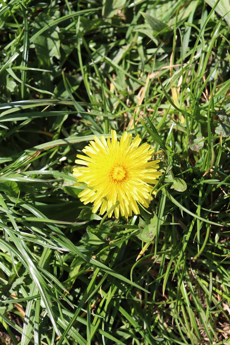JefKPhotography's tweet photo. A photograph of a yellow flower.
#yellowflower #yellowflowers #flower #flowers #flowersphoto #flowerphotography #flowerphoto #flowerphotos #flowerpicture #flowerpictures #flowerimages #photography #photo #photos #picture #pictures #image #photograph https://t.co/GNDNeuL1lj