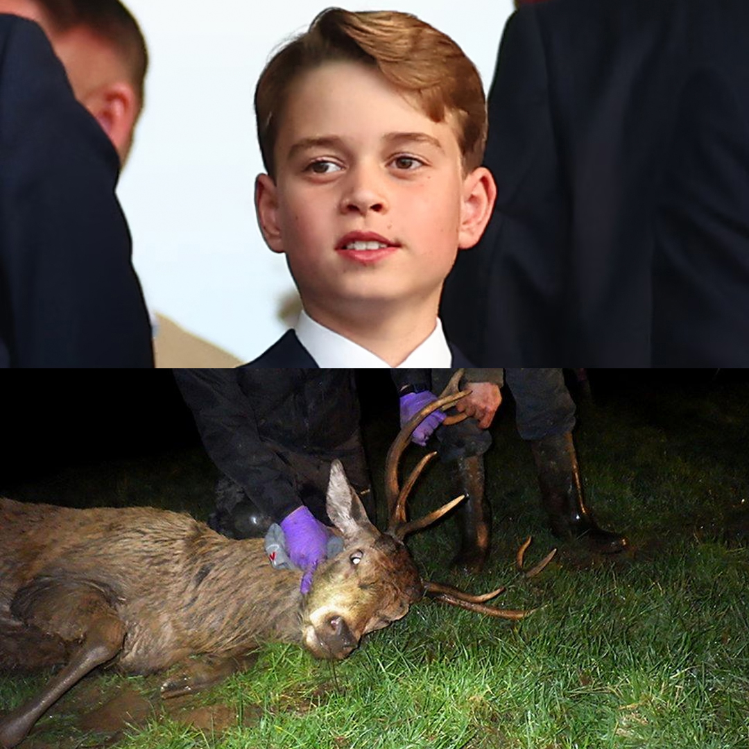 ProtectTheWild_'s tweet photo. In August it was reported that:

"He will join his father on a stag-hunting shoot while they visit the Balmoral. Traditionally, the blood of a hunter's first kill is spread on their face, a ritual that goes back centuries." https://t.co/mufPciu7RM