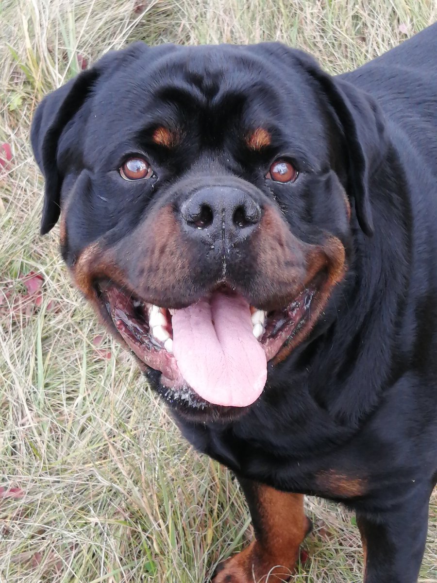 JamesLe28908935's tweet photo. Hi 🐾🐾Does anyone remember me? My name is George, if you remember me a like or a Boop would be pawsome. Both would be absolutely Wooftastic 🐾🐾🩵 #George #Comedyweiler #Rottweiler#Puppy #dogsoftwitter https://t.co/se4iEJ3Q5Q