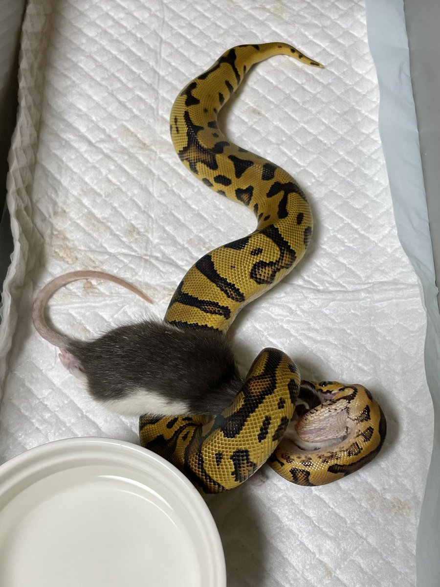 LCS0309's tweet photo. ラットへの切り替え😘
#ボールパイソン 
#SHNreptiles 
#LilBalls 
#24cb https://t.co/UO6fPOisWl