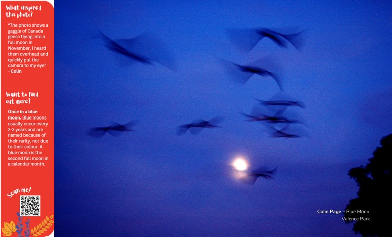 Here's our latest #WildFreeLBBD Calendar image - taken by Colin Page at #Valence Park. 📷 Called 'Blue Moon', we love the movement of Canada geese wings against the night sky in this photo. 🌜🪶 Happy November! #wildlifephotography #competition #LBBDParks #Creative #art #nature