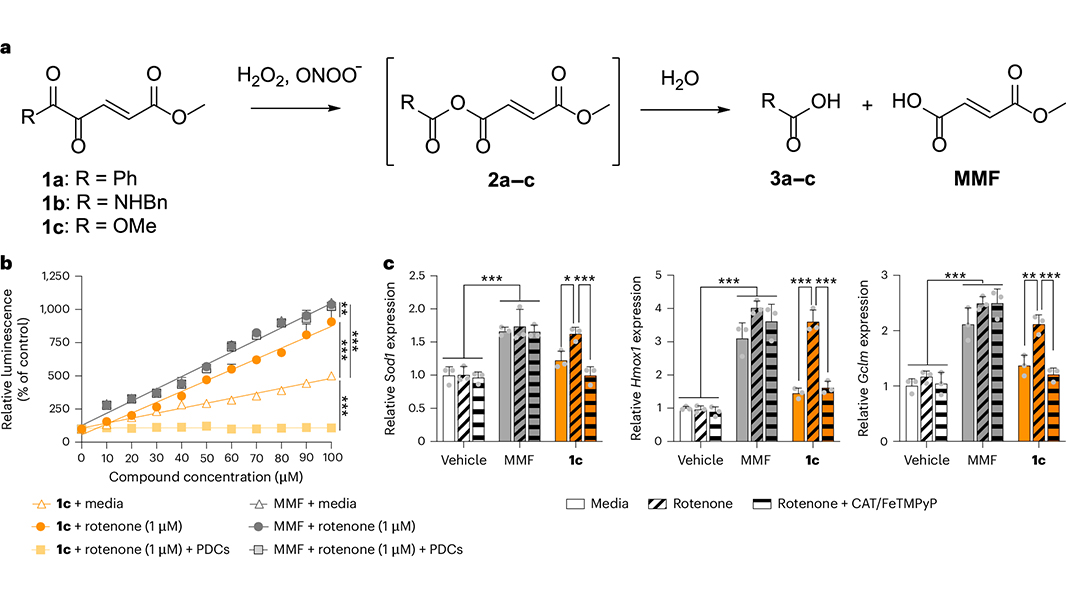 Nature Portfolio (@natureportfolio) on Twitter photo Peroxides localized at oxidative stress sites trigger prodrug release for treating chronic pain in mice, according to a paper in <a href="/NatureBiotech/">Nature Biotechnology</a>. go.nature.com/4facnUy Peroxides localized at oxidative stress sites trigger prodrug release for treating chronic pain in mice, according to a paper in <a href="/NatureBiotech/">Nature Biotechnology</a>. go.nature.com/4facnUy