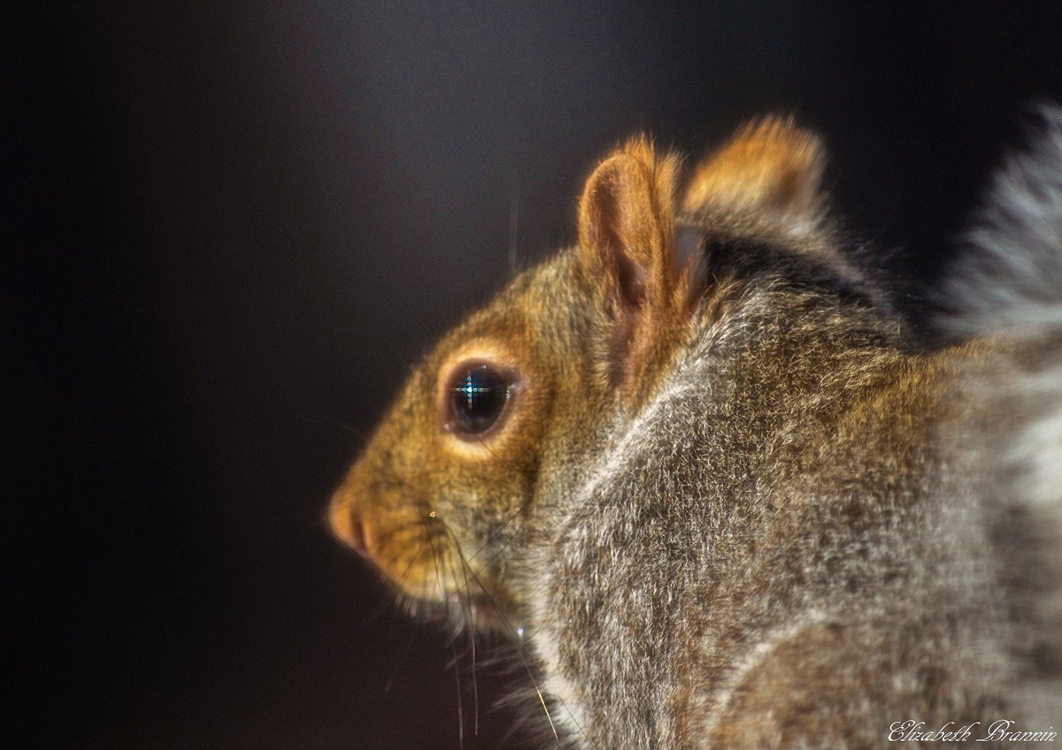 ElizaPhotograp1's tweet image. “We need to be the voice for the voiceless, for those who simply cannot speak for themselves.” – Richard R. Jones #Peanut