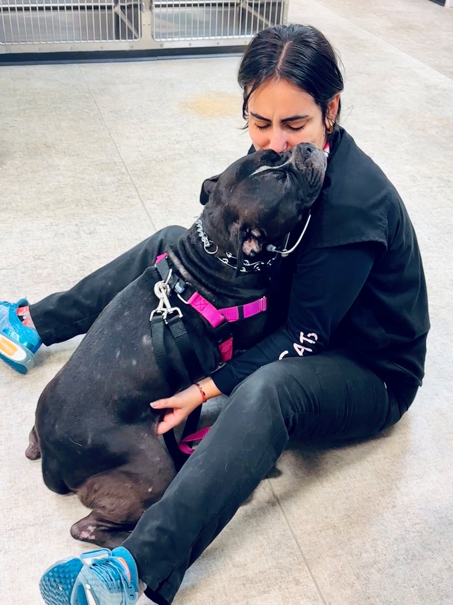 MedDistVetIL's tweet photo. Puppy love ❤️ Three-year-old pitbull Gili gives Dr. Valbuena a big hug during her visit at #MedicalDistrictVetClinic https://t.co/WRf7uAfZOS