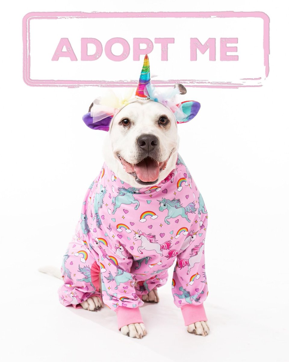 654 days and still waiting, hoping today is the day someone sees her and falls in love. Can you help by sharing her story and picture? Dixie Rae is the happiest little potato who is always wagging, always hopeful. #adoptme #weratedogs