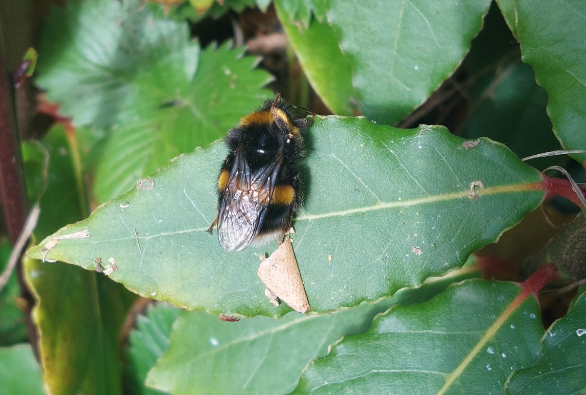 OliverPrysJones's tweet photo. 600 feet up in North Wales and a day with sun, after 10 days of cloud), has brought out hoverfies, honeybees, a few B. terrestris (3 males and a gyne) and B. pascuorum (a couple of workers collecting pollen and a male). Temp 13C (in the shade)! https://t.co/56FkbzE0SP