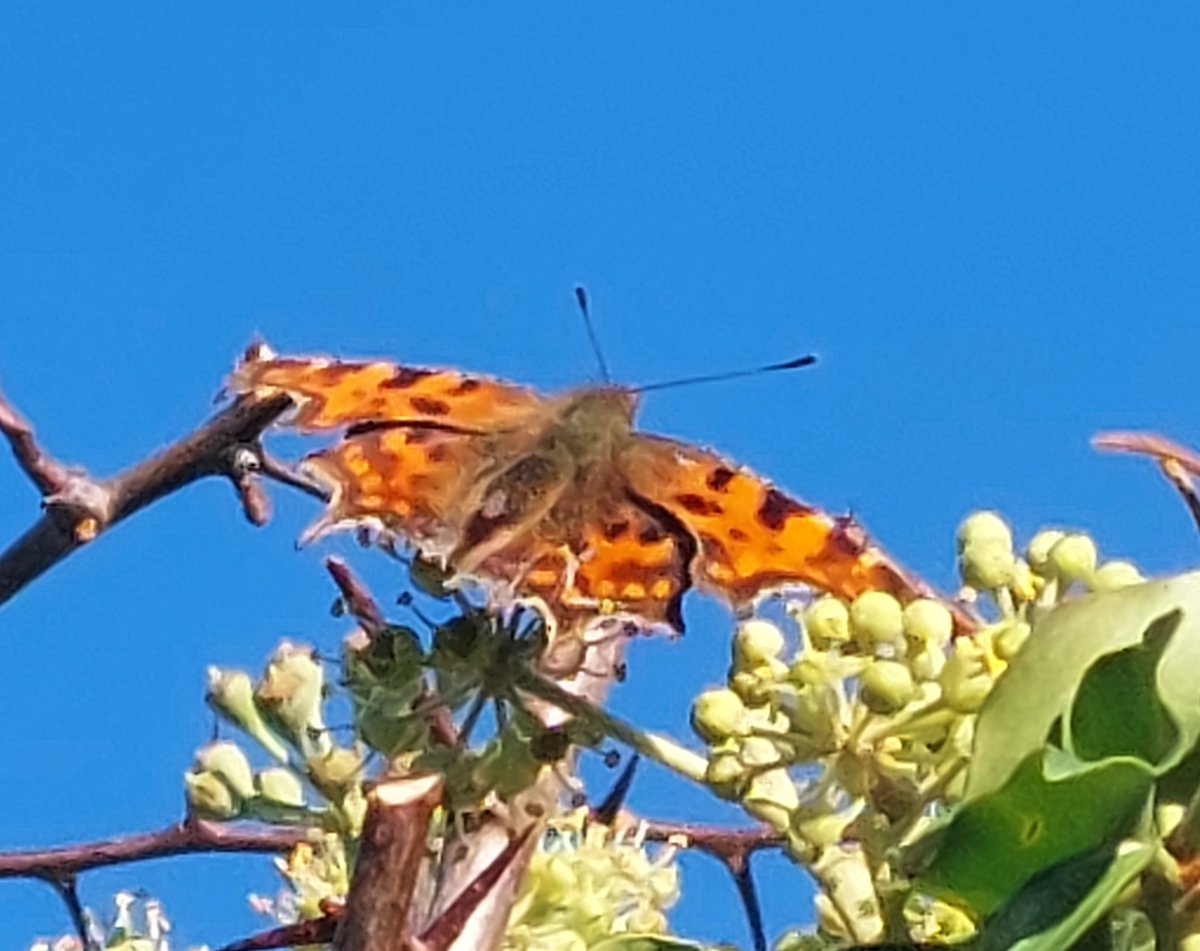 600 feet up in North Wales and a day with sun, after 10 days of cloud), has brought out hoverfies, honeybees, a few B. terrestris (3 males and a gyne) and B. pascuorum (a couple of workers collecting pollen and a male). Temp 13C (in the shade)!