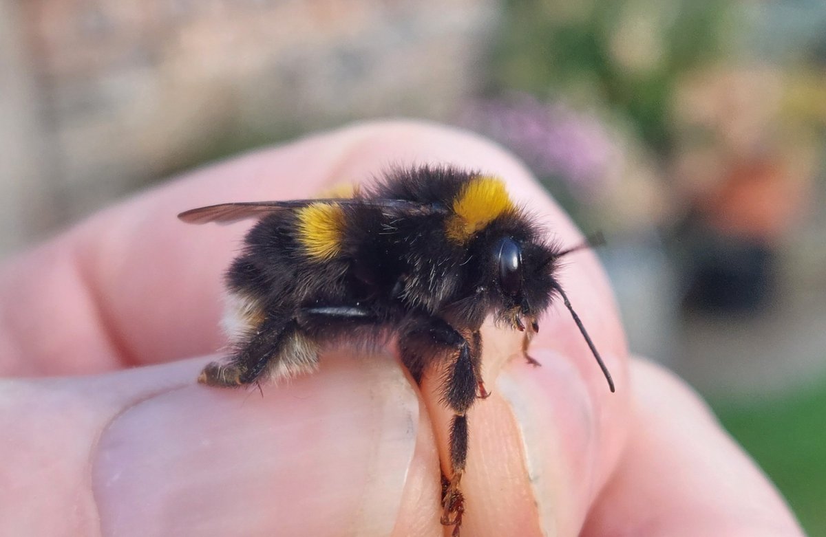 OliverPrysJones's tweet photo. 600 feet up in North Wales and a day with sun, after 10 days of cloud), has brought out hoverfies, honeybees, a few B. terrestris (3 males and a gyne) and B. pascuorum (a couple of workers collecting pollen and a male). Temp 13C (in the shade)! https://t.co/56FkbzE0SP