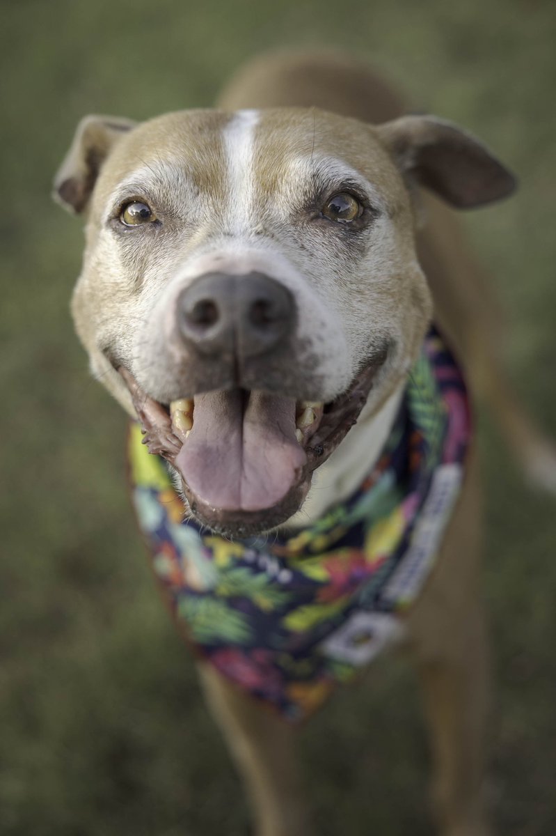 November is Adopt a Senior Pet Month, and there’s no better time to bring home the love of a senior dog! Meet Nyla Smyla: dallaspetsalive.org/pet/nyla-smyla/ #senior #seniordog