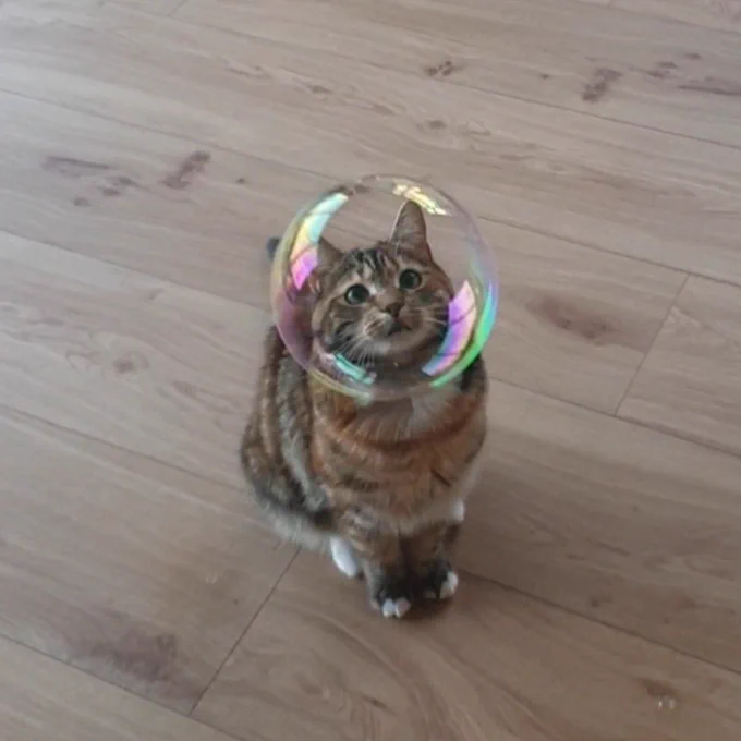 Bubble kitty is here to cleanse your feed  