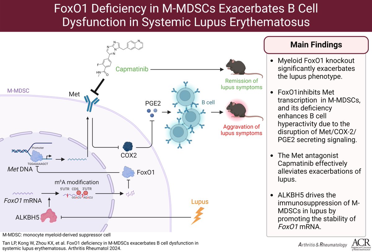 Myeloid-derived suppressor cells (MDSCs) contribute to SLE pathogenesis. This study investigated whether FoxO1 deficiency in monocyte MDSCs enhances aberrant B cell function in lupus. Results suggest therapeutic potential of targeting ALKBH5/FoxO1/Met in monocyte MDSCs

In A&amp;R