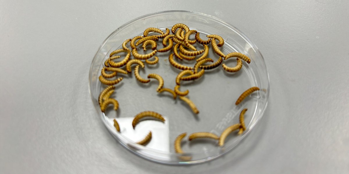 A new study investigates the nutritional properties of buffalo worm proteins.

“As the global demand for protein continues to rise, this research could provide crucial insights into sustainable insects’ protein alternatives," says lead author Zidan Ma.

environment.leeds.ac.uk/food-nutrition…