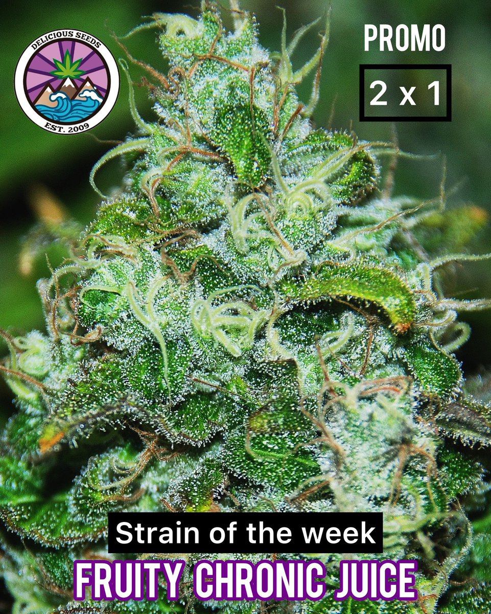 DeliciousSeeds's tweet photo. Our strain of the week is this time Fruity Chronic Juice at 2x1 ๐๐๐๐!!
Check our webpage and get yours ๐
.
.
.
.
.
.
#strainoftheweek #deliciousseeds #fruitychronicjuice https://t.co/15klWyObGt