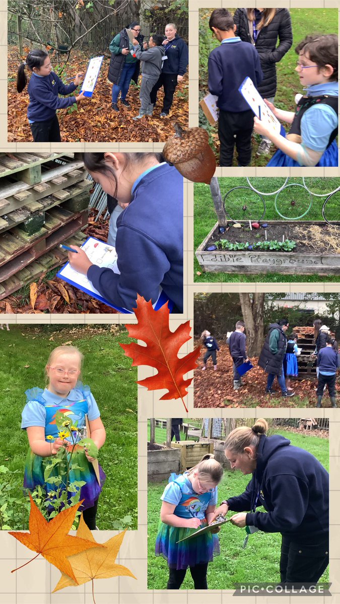 Looking for Autumn signs. #OutdoorClassroomDay #MbHoneysuckleclass 🌲🍁🍂