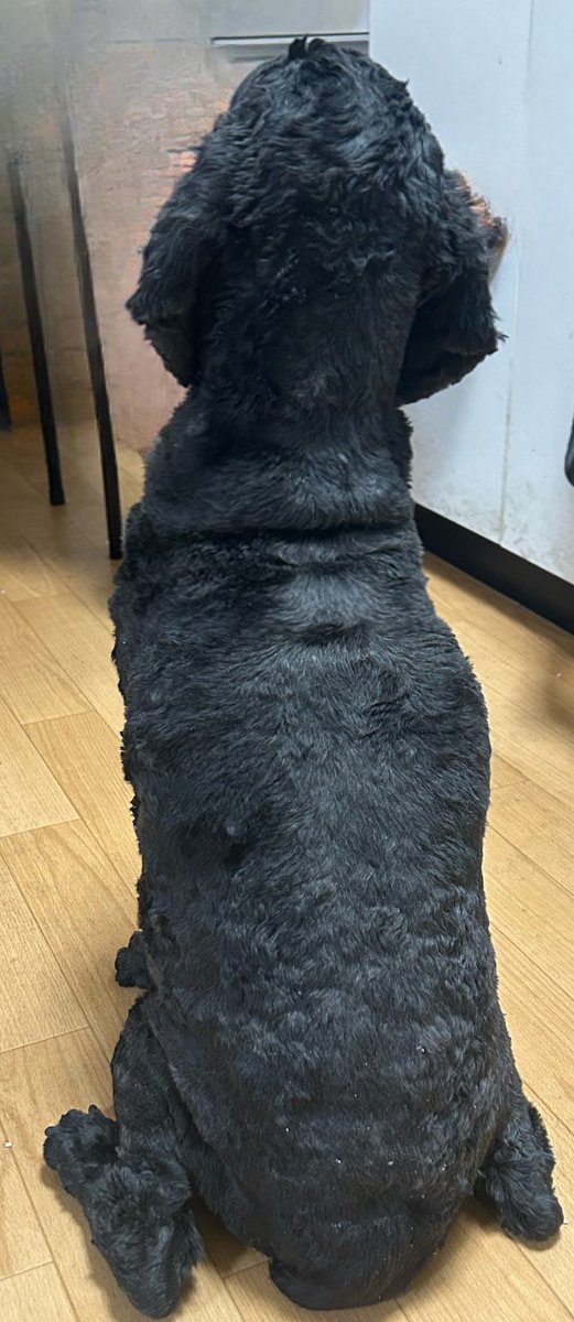 wanpakudog2's tweet photo. むちむち���すわり https://t.co/mJPoUp5GPE