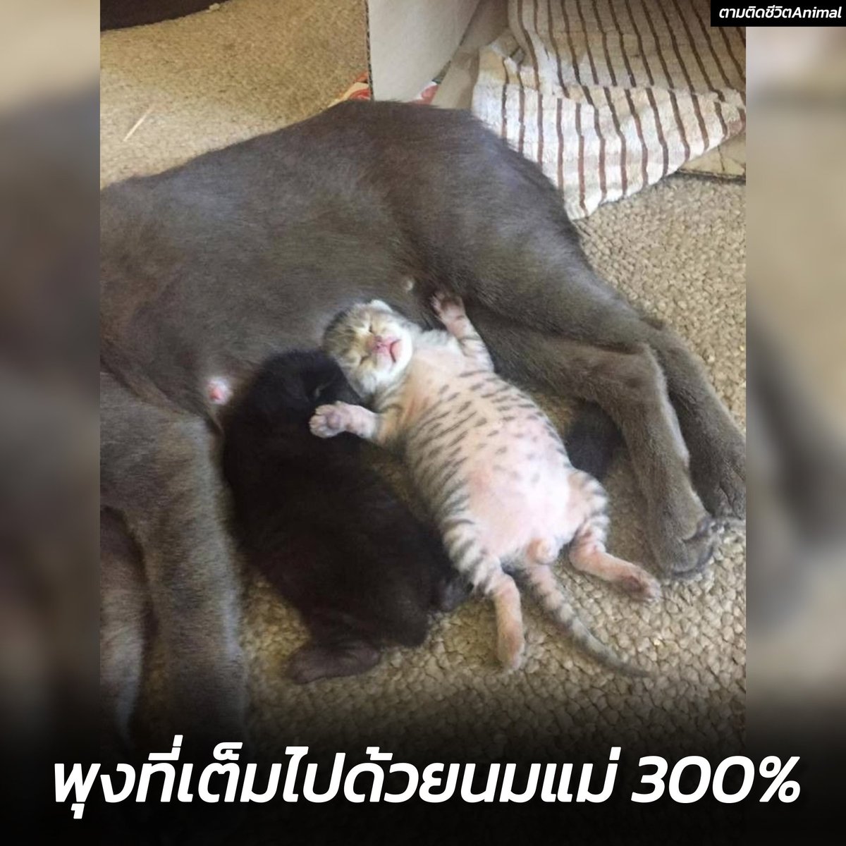 สภาพลูกแมวที่เติมนมแม่เต็มถังแบบ 300% เครื่องน็อค !!!
แมวเด็กบ้านใครเติมนมแม่ขนาดนี้บ้างฮะ 😹😹😹