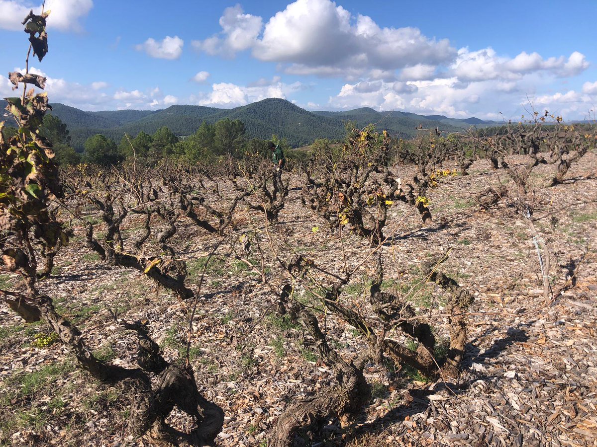 egorrizm's tweet photo. Soazig (@ctforestal) introduced #MedForestWeek participants on the role of vineyards for landscape mosaic maintenance and their recognition through the @FIRERESProject innovation of @firewineEU label, in the parallel session & the field trip in central, highly forested Catalonia https://t.co/KzUJZ8cH8S