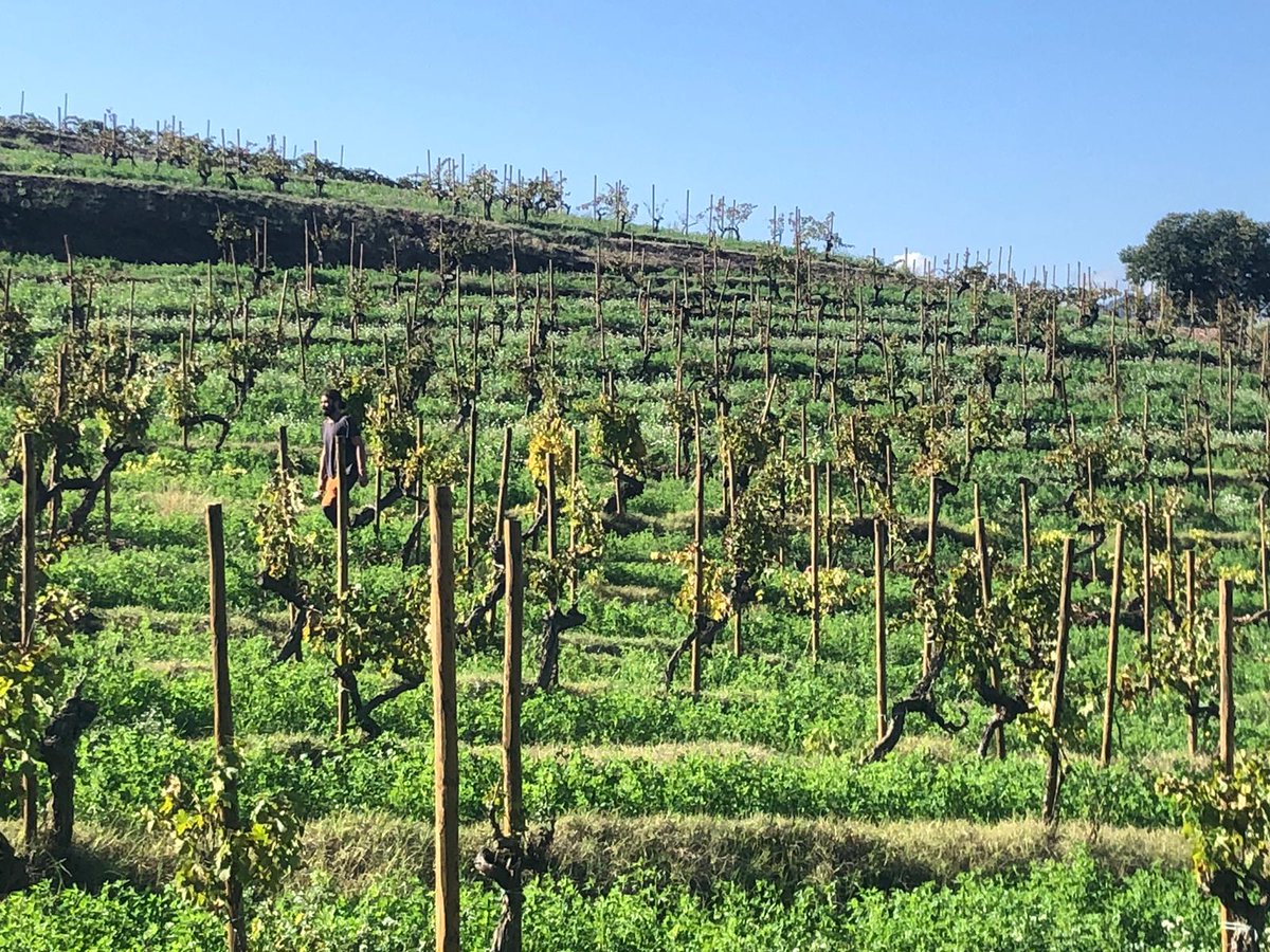 egorrizm's tweet photo. Soazig (@ctforestal) introduced #MedForestWeek participants on the role of vineyards for landscape mosaic maintenance and their recognition through the @FIRERESProject innovation of @firewineEU label, in the parallel session & the field trip in central, highly forested Catalonia https://t.co/KzUJZ8cH8S