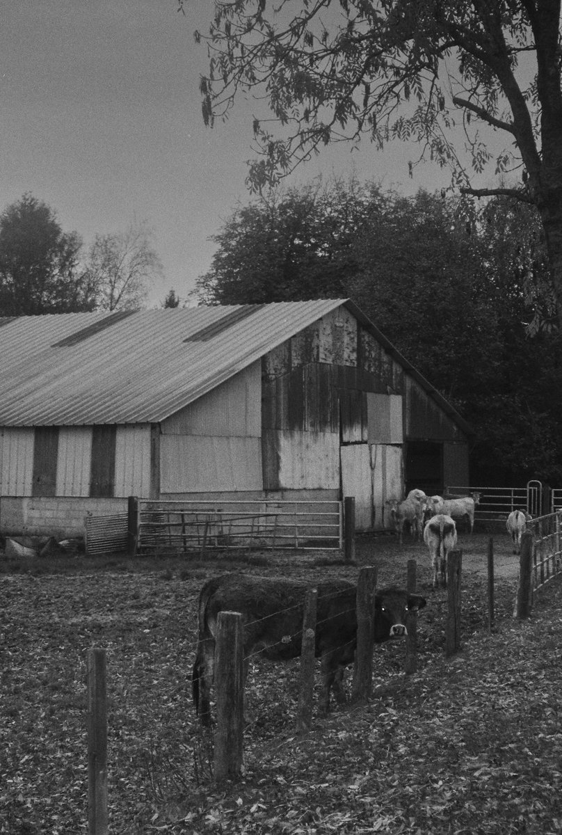 Sou (sad sad version) tweet media