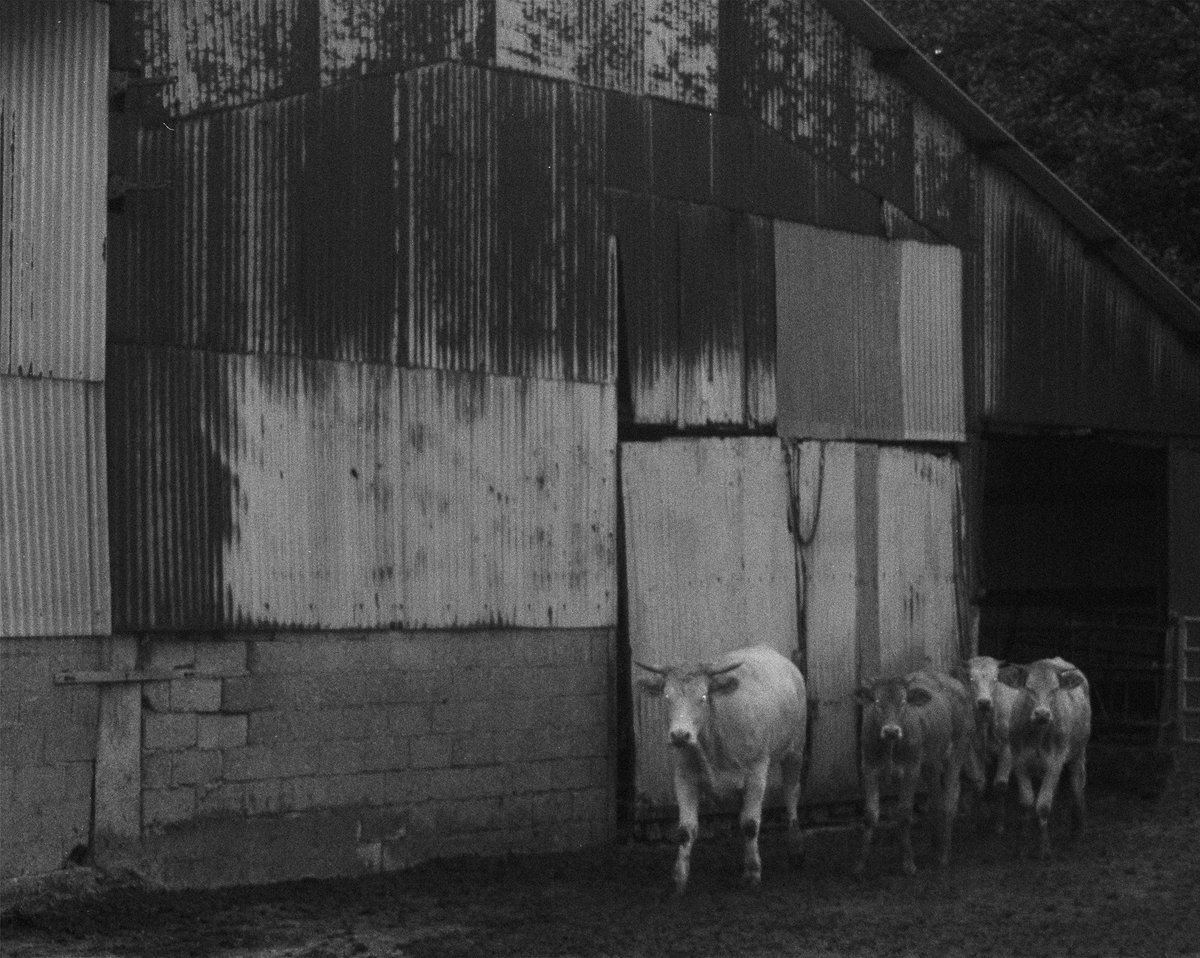 Sou (sad sad version) tweet media