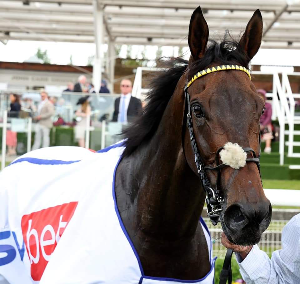 HORSERACING1002's tweet photo. WITHOUT A FIGHT 🇮🇪2017
(TEOFILO - KHOR SHEED   BY DUBAWI)
#WithoutAFight
2023 Melbourne  Cup G1 https://t.co/gQbiwMFK7x