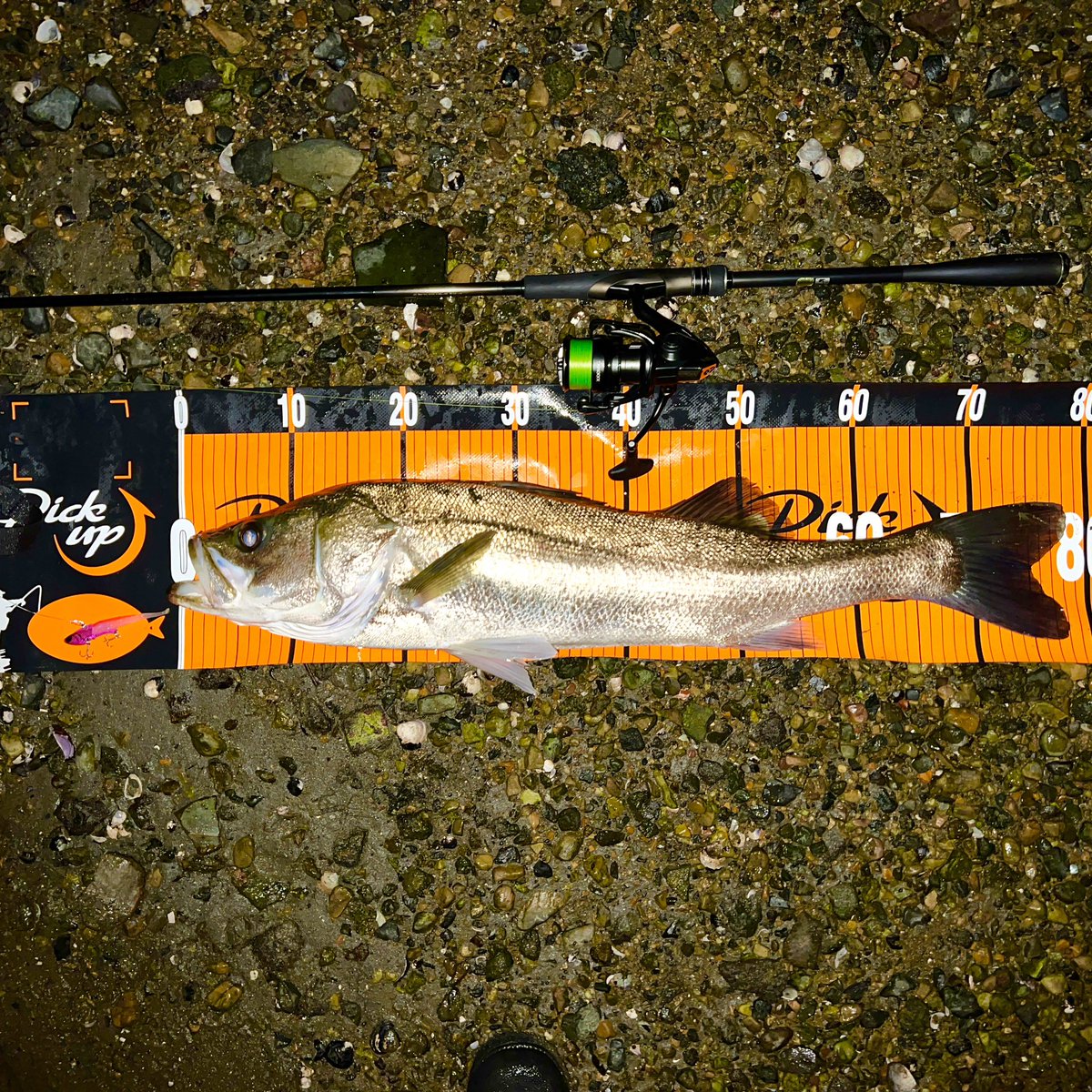 #つり 

10月の大潮のタイミングで
久しぶりに釣りへ！
シーバスが2匹釣れました😊

1匹はなんと78cm！
自己記録を大幅に更新できました👏