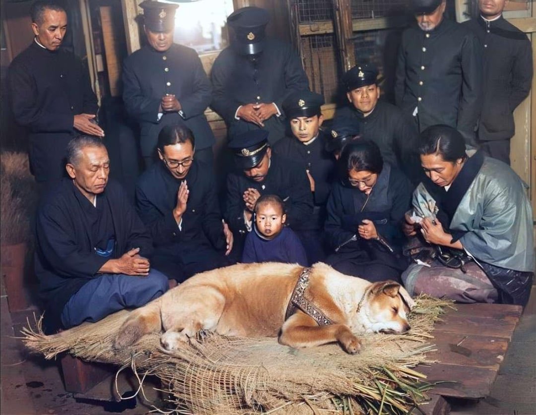 IndiaTales7's tweet photo. 28. The last photo (colorized) of Hachiko, the faithful dog who waited for over 9 years outside Shibuya Station for his master to return even after he had died. https://t.co/heoTo0OmFQ