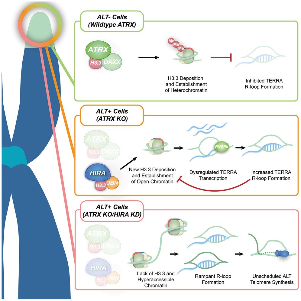 HainerLab's tweet photo. Collaborative paper with Roddy O'Sullivan's group here at @UPMCHillmanCC out today where we found a role for HIRA in preventing Rloops and instability at telomeres in ALT cancer cells.  https://t.co/0FibWcdq9p https://t.co/lwS14ZzWf8