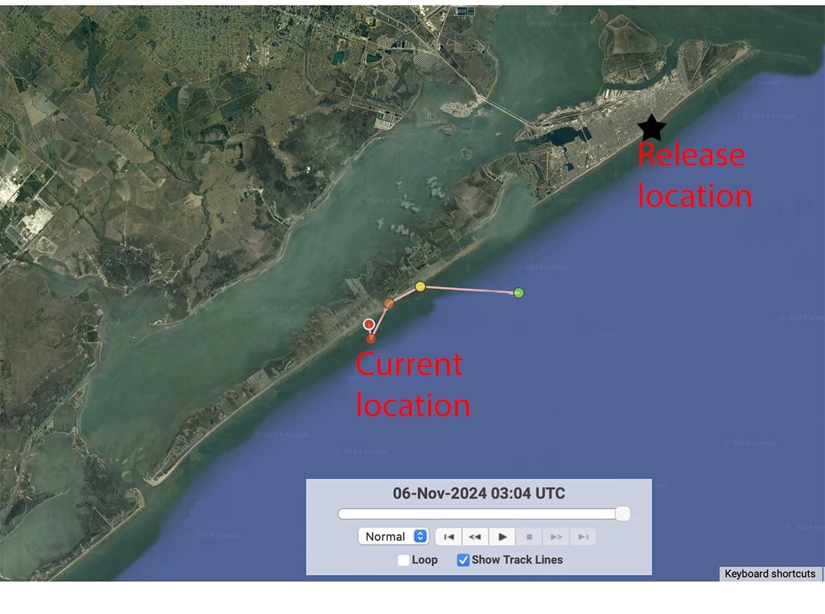 Gulf Center for Sea Turtle Research tweet media