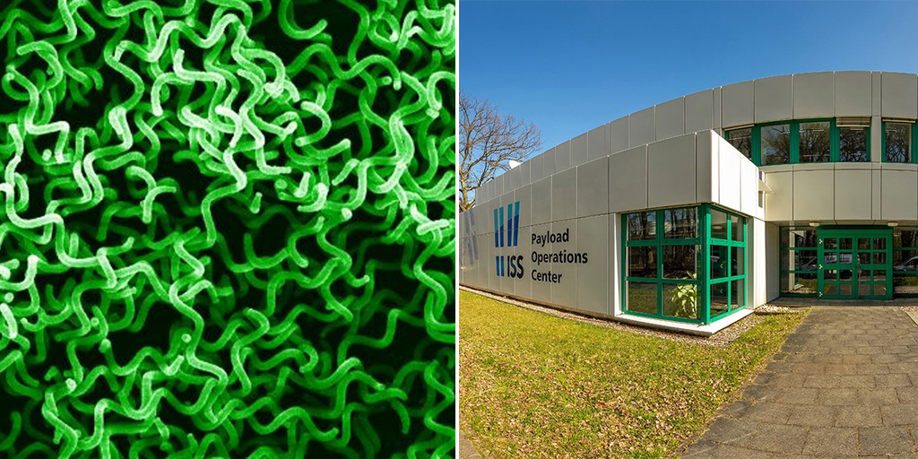 Deutsches Zentrum für Luft- und Raumfahrt/DLR-MUSC (@dlr_musc) on Twitter photo Microbiologists from the Belgian Nuclear Research Center and the <a href="/dlr_musc/">Deutsches Zentrum für Luft- und Raumfahrt/DLR-MUSC</a> are researching how the cyanobacterium Arthrospira grows in space to directly supply future missions with oxygen and food from CO₂ – a step towards more sustainable long-term missions! Microbiologists from the Belgian Nuclear Research Center and the <a href="/dlr_musc/">Deutsches Zentrum für Luft- und Raumfahrt/DLR-MUSC</a> are researching how the cyanobacterium Arthrospira grows in space to directly supply future missions with oxygen and food from CO₂ – a step towards more sustainable long-term missions!
