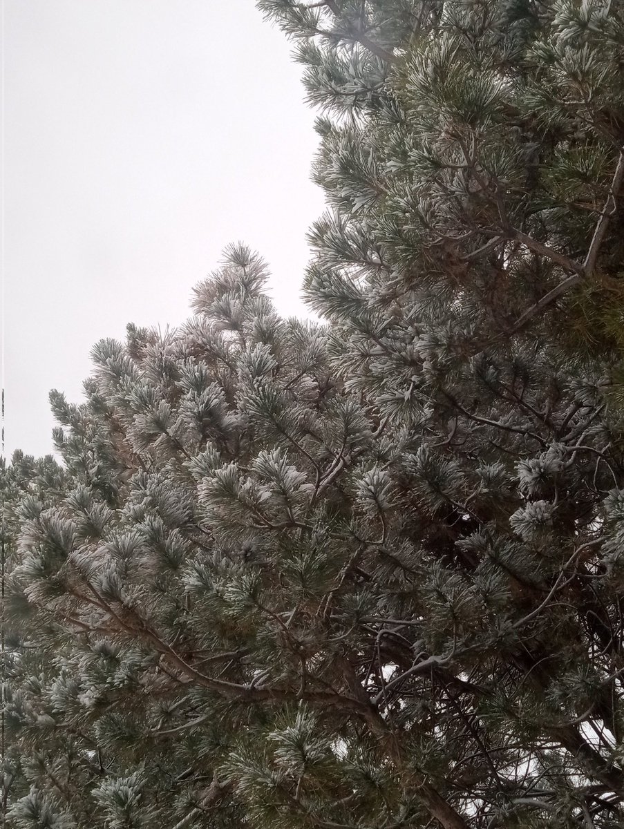 lordmuto's tweet photo. Good morning it has been snowing where I live I love the snow but it is a pain to drive in especially at night. https://t.co/ZayOwpxGP6