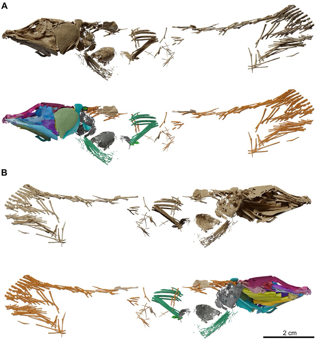 Pablo Toriño (paleopablo) (@pablotorino4) on Twitter photo "The most detailed anatomical reconstruction of a Mesozoic coelacanth"
A new beautifully illustrated paper introducing an amazingly preserved new #coelacanth, by Luigi Manuelli, <a href="/J_Mondejar_F/">Jorge Mondéjar</a>, @lionel_cavin and colleagues.
Congratulations to all!!!
journals.plos.org/plosone/articl… "The most detailed anatomical reconstruction of a Mesozoic coelacanth"
A new beautifully illustrated paper introducing an amazingly preserved new #coelacanth, by Luigi Manuelli, <a href="/J_Mondejar_F/">Jorge Mondéjar</a>, @lionel_cavin and colleagues.
Congratulations to all!!!
journals.plos.org/plosone/articl…