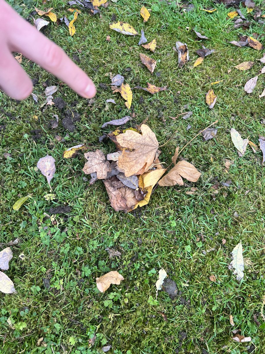 SASB_SCIENCE (@sasb_science) on Twitter photo Biology 4D set some very well camouflaged pitfall traps this afternoon 🕷️🐛🐜🪲 <a href="/sasbhighschool/">SASB High School</a> Biology 4D set some very well camouflaged pitfall traps this afternoon 🕷️🐛🐜🪲 <a href="/sasbhighschool/">SASB High School</a>