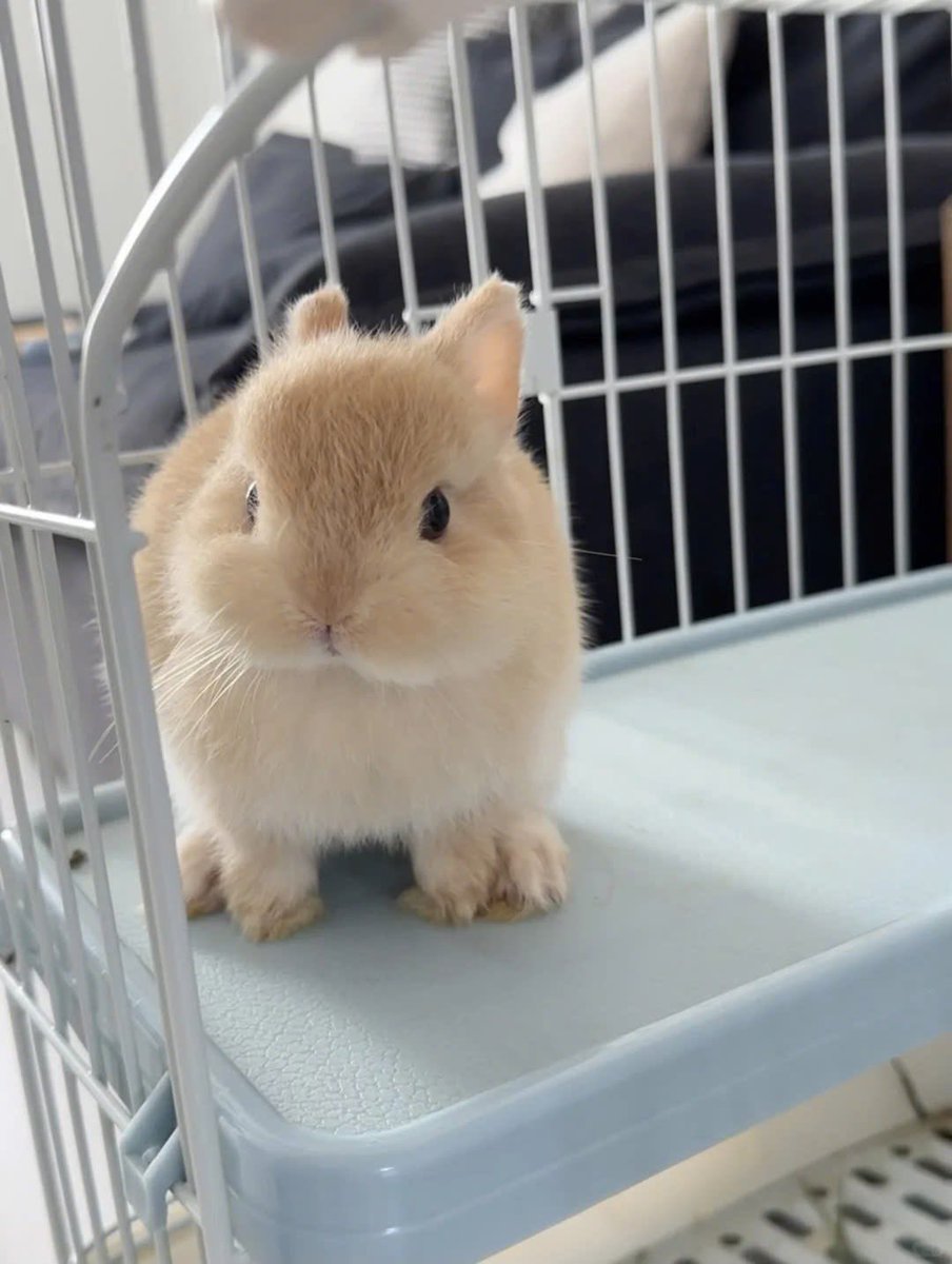 Why you should have a rabbit (@shouldhaverabit) on Twitter photo 