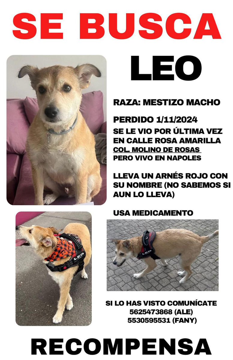 Se busca Leo...