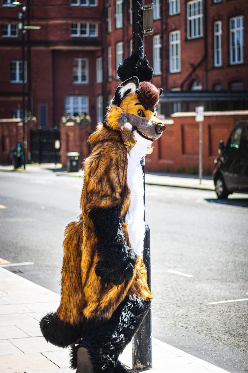 Aspen_Husky's tweet image. Hey everyone, I'm helping @OatmealDonk sell one of his suits, scout the coyote!
Please see the first image for details and feel free to message me if interested 💖