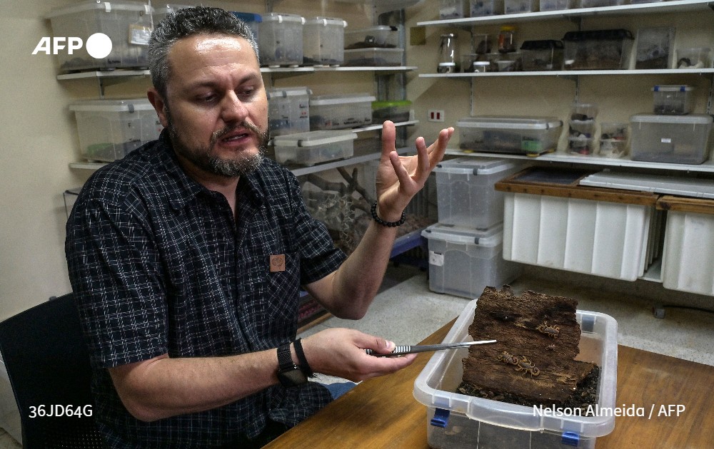 أصبحت العقارب، بفعل إبرتها التي تتسبب بلدغات شديدة الضرر، أكثر الحيوانات السامة فتكاً في #البرازيل، حيث زادت أعدادها وامتد انتشارها بفعل التوسع المحموم للمدن والاحترار المناخي.

u.afp.com/5rvR #فرانس_برس

✍️ <a href="/Carlos_Fabal/">Carlo Fabal</a> وخوان سيباستيان