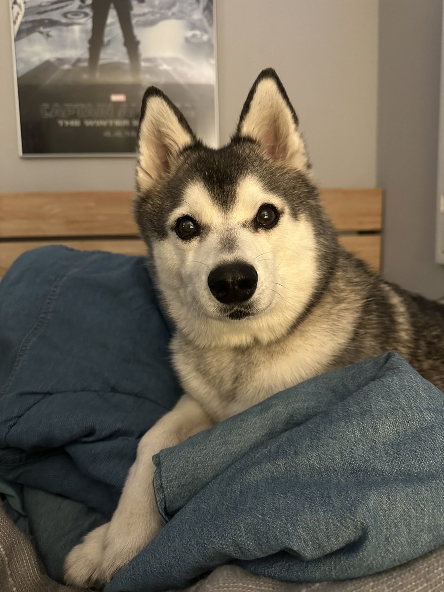 Hello.  My name is Ninja, and I’m here to bring some cuteness to your timeline. TY the #KleeKai