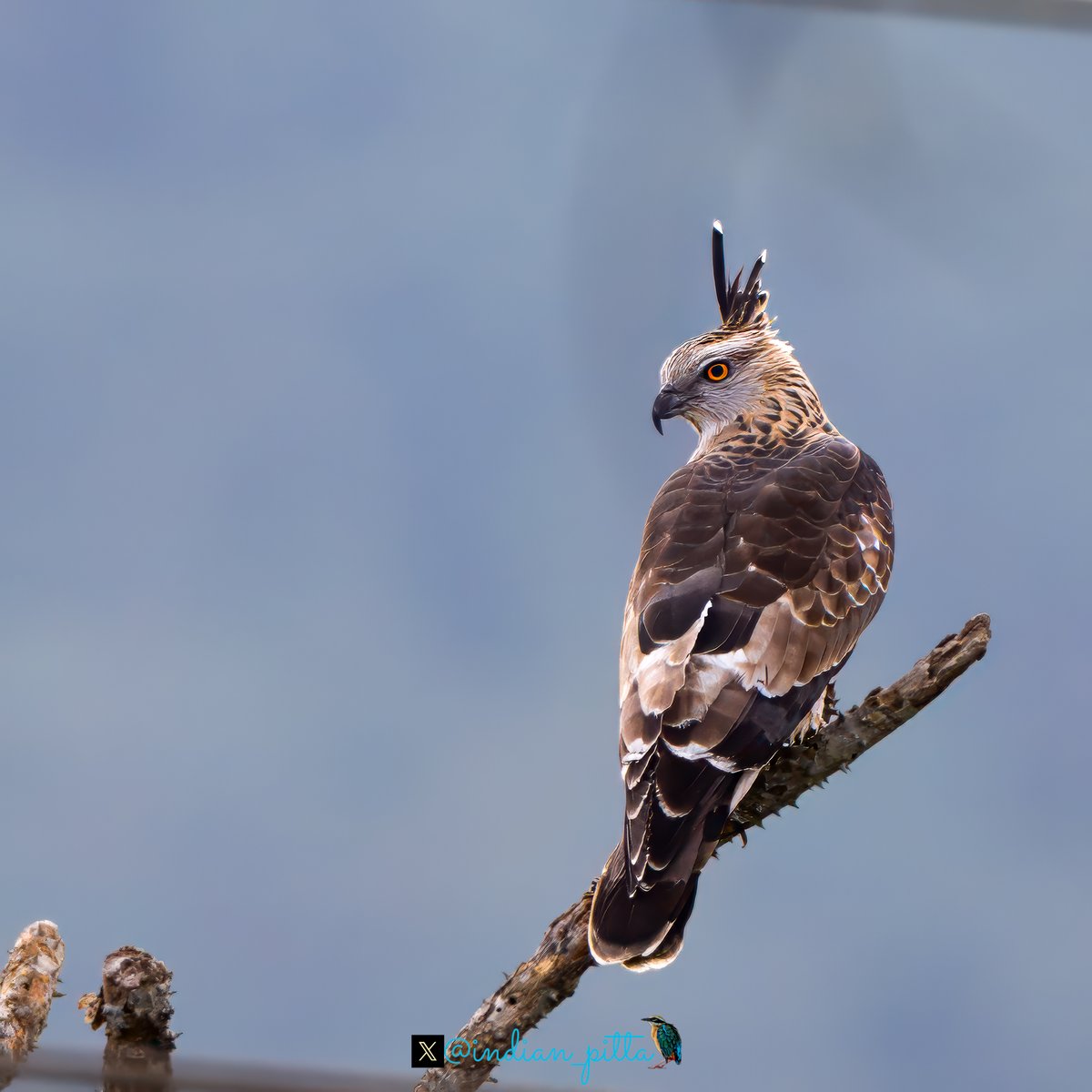 indian_pitta's tweet image. Drop something with over the shoulder looks !!